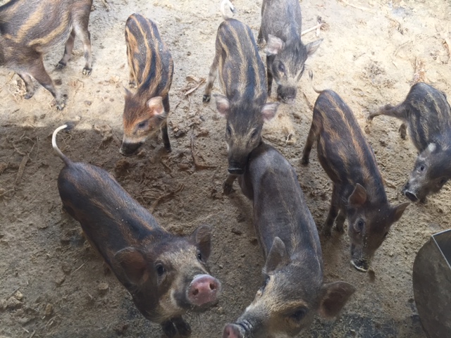 Quy trình, kỹ thuật chăn nuôi lợn rừng